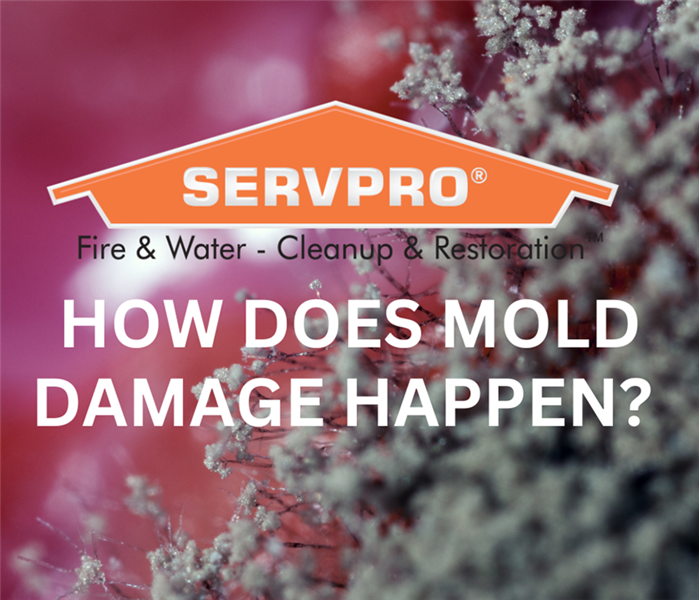 mold with overlay box and SERVPRO logo
